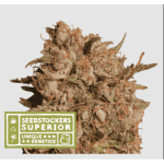 APOLLO BLACK CHERRY AUTO X3 SUP-SEEDSTOCKERS