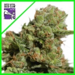 BRUCE LEMON DIESEL AUTO X3-SUPER SATIVA SEED CLUB