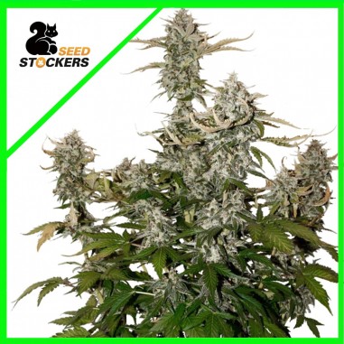 candy-dawg-auto-x3-seedstockers CANDY DAWG AUTO X3-SEEDSTOCKERS - Imagen 1