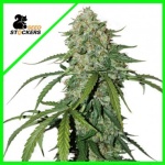 CBD 1:1 SILVER LIME HAZE AUTO X3-SEEDSTOCKERS
