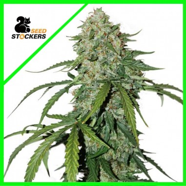 cbd-11-silver-lime-haze-auto-x3-seedstockers (1) CBD 1:1 SILVER LIME HAZE AUTO X3-SEEDSTOCKERS - Imagen 1