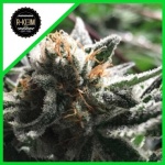 CONDOR AUTO X5-RKIEM SEEDS