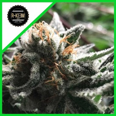 condor-auto-x5-rkiem-seeds CONDOR AUTO X5-RKIEM SEEDS - Imagen 1