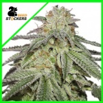 COOKIES AND CREAM AUTO X3-SEEDSTOCKERS