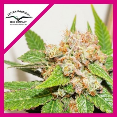 dutch-passion-glueberry-og-fem-x-3 GLUEBERRY OG FEM X3-DUTCH PASSION - Imagen 1