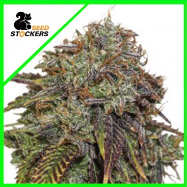 gelato-41-auto-x3-seedstockers GELATO 41 AUTO X3 SEEDSTOCKERS - Imagen 1