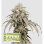 MANDARINE PANTIES AUTO X3-SEEDSTOCKERS
