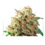 MAZAR FEM X100-DUTCH PASSION