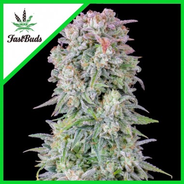 original-afghan-kush-auto-x1-fast-buds ORIGINAL AFGHAN KUSH AUTO X1-FAST BUDS - Imagen 1