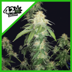 ORIGINAL RUSSIAN AUTO X3-FAST BUDS