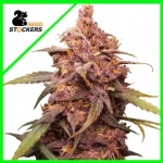 PURPLE PUNCH AUTO X3-SEEDSTOCKERS