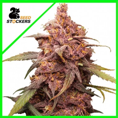 purple-punch-auto-x3-seedstockers PURPLE PUNCH AUTO X3-SEEDSTOCKERS - Imagen 1