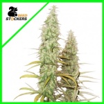 SANTA MARTA HAZE AUTO X3-SEEDSTOCKERS