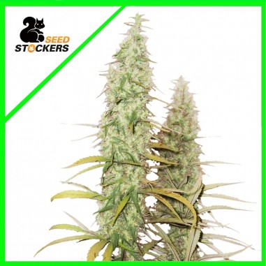 santa-marta-haze-auto-x3-seedstockers SANTA MARTA HAZE AUTO X3-SEEDSTOCKERS - Imagen 1