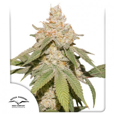 sfv-og-auto-x3-dutch-passion SFV OG AUTO X3-DUTCH PASSION - Imagen 1