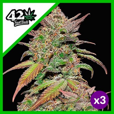 smoothie-auto-x3-fast-buds SMOOTHIE AUTO X3-FAST BUDS - Imagen 1