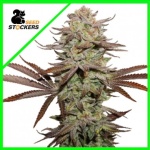 STICKY FINGERS AUTO X3-SEEDSTOCKERS