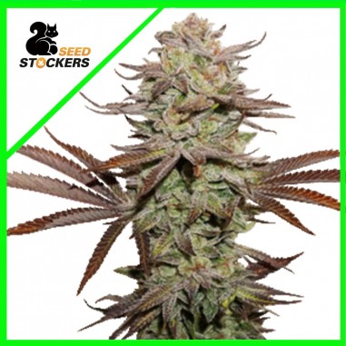 sticky-fingers-auto-x3-seedstockers STICKY FINGERS AUTO X3-SEEDSTOCKERS - Imagen 1