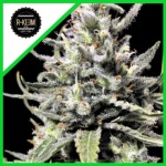 THUNDER AUTO X5-RKIEM SEEDS