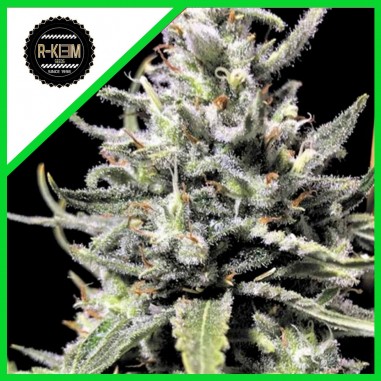 thunder-auto-x5-rkiem-seeds THUNDER AUTO X5-RKIEM SEEDS - Imagen 1