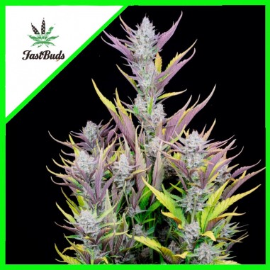wedding-glue-auto-x3-fast-buds WEDDING GLUE AUTO X3-FAST BUDS - Imagen 1