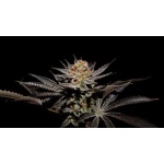 FUJI X FRUITY PEBBLES OG X25-SECRET FILE