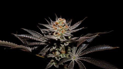 24865 FUJI X FRUITY PEBBLES OG X25-SECRET FILE - Imagen 1