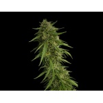 SOUR NANA X FRUITY PEBBLES OG X3+1-SECRET FILE